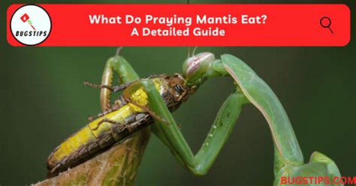 Do praying mantis eat Japanese beetles?