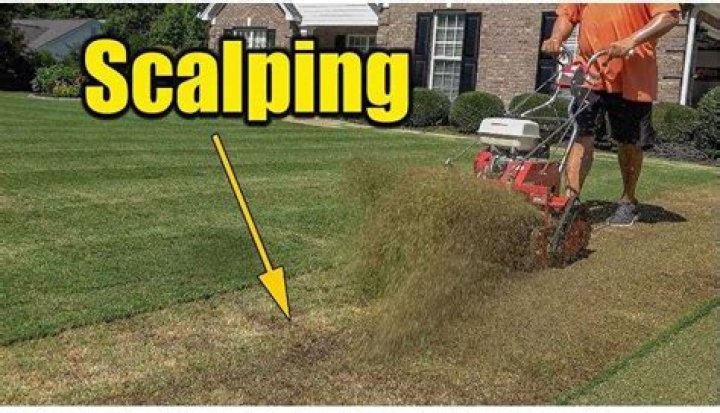When should you scalp your lawn?
